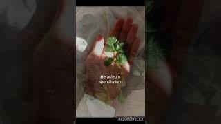3 Herbs Guts & Gourmet Comfort Dish Tutorial With Lactofermented Veg