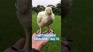 NFT Chicken - Chubchick. Day 16