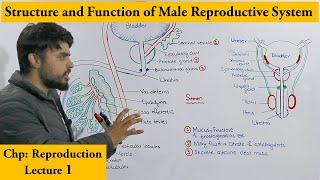 Male reproductive System