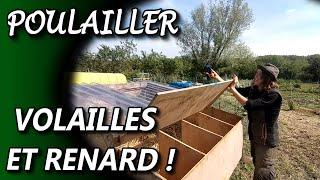 Volailles Poulailler Et Renard ! - RETROSPECTIVE - 9 mai 2021 -