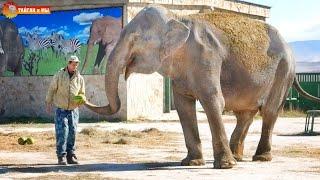 Удивительно! Слониха Магда пришла делиться с нами! Тайган. Elephant life in Taigan.