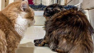 MEETING NAYA AND MURKA / Jealousy of the Maine Coon / Wrong little lynx Raisin