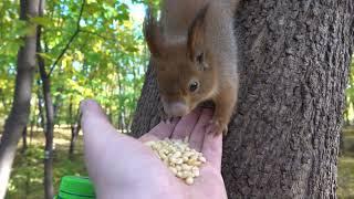 Про белку с носиком / About a squirrel with a nose