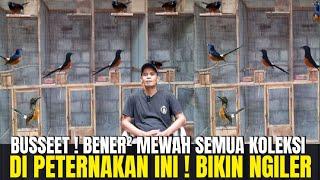 GREBEK ! TROTOLAN SUPER MEWAH SIMPENAN KAW BIRDFARM ! PENANGKAR MURAI JAWARA