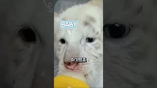 백호를 아들처럼 키운 남성의 특별한 일상
