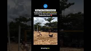 Even the dog paused to check the point before celebrating.️