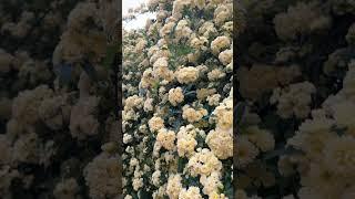 Rosa banksiae ‘Lutea’ is a thornless climbing rose with double yellow flowers. #Horticulture