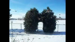 Robins and Holly Bushes