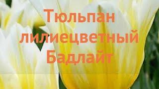 Тюльпан лилиецветная Бадлайт (tulipa badlayt)  Бадлайт обзор: как сажать, луковицы тюльпаны Бадлайт