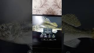 трофейный ёрш #slavaskripka #бобр #зимнийсон #славаскрипка
