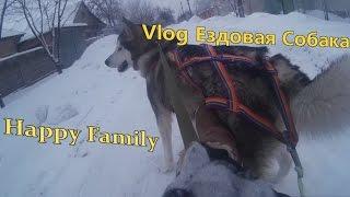 Vlog Ездовая Собака Аляскинский Маламут Не Хаски Домашний Волк Сани Нарты Шлейка Катаемся на Собаках