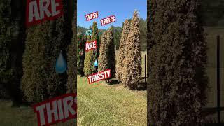 No Rain 40 Days & 40 Nights with Random Randy