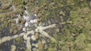 Wetlands: Carbon sinks in peril • FRANCE 24 English