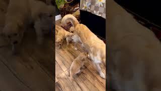 Adorably Tired Mama Pup Hides From Puppies