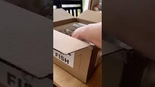 Unboxing Betta Hendra! #betta #wildbetta #bettaunboxing #aquariumfish #fishunboxing