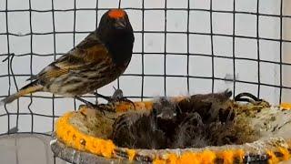 Hybrid Canary and Red-capped Finch