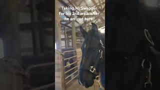 the second time that McSwagger has been caught and led since arriving to this barn