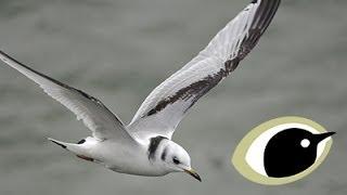BTO Bird ID - Kittiwake and Other Small Gulls
