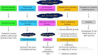 Hypothalamic & Pituitary Hormones. Chapter 75 part 3. Guyton and Hall Physiology.