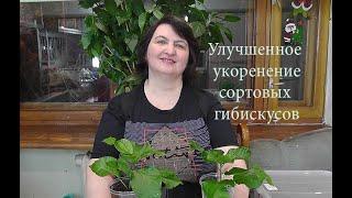 Улучшенное укоренение сортовых гибискусов от Ольги Пряниковой