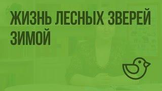 Жизнь лесных зверей зимой. Видеоурок по окружающему миру 1 класс