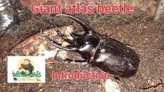 Giant atlas beetle. An introduction #rhinobeetle #beetle #insects