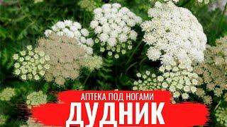 ДУДНИК (Дягель) /О правилах сбора, нюансах заготовки и приготовлении настоев /Аптека под ногами