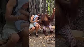 Chimpanzee and Human Baby Share Heartwarming Moments" | Unexpected Friendship || animal/ human love