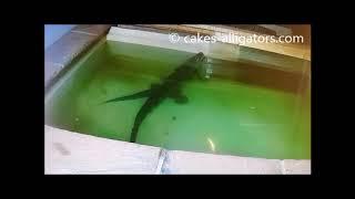 Breeding Chinese Alligators (Alligator Sinensis) | CAKES Alligators