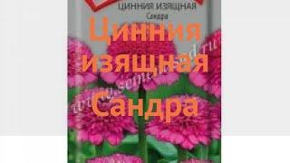 Цинния изящная Сандра (sandra)  изящная цинния Сандра обзор: как сажать, семена циннии Сандра