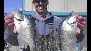 Dog Day Crappie