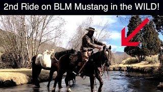 BLM Mustang: Viking Handles Second Ride Like A PRO - Leading, Mud, Dogs, Water Crossings - Total PRO