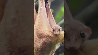 #Livingstone's #fruit #bat #Small #flying #fox #common #blossom# bat #Honduran white# bat