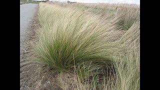 Stipa