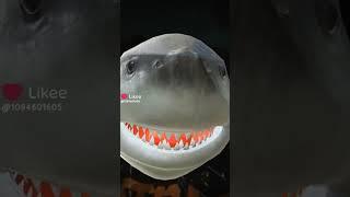Видео из лайки!!! 2 часть