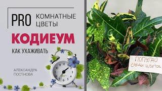 Кодиеум | Яркие растения круглый год