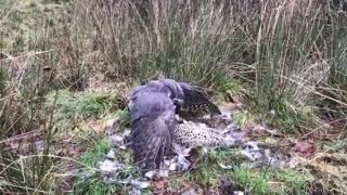 Goshawking in north Devon 10.5