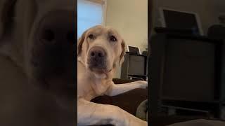 Super chill #buddy #happydog #yellowlab