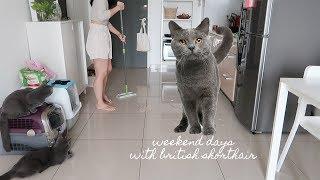 Weekend Days with British Shorthair Cats ⎮ Vlog 33