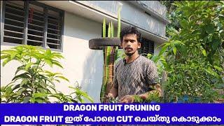 Dragon fruit pruning | How to prune Dragon fruit | Dragon fruit നട്ടവര്‍ ഇത് പോലെ ചെയ്തു കൊടുക്കുക.