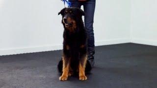 Training a Dog to Heel | Teacher's Pet With Victoria Stilwell