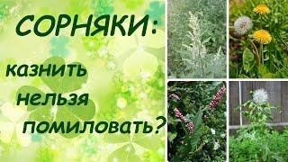 Сорняки. Казнить нельзя помиловать? (перезалив)