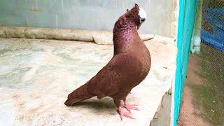 Mukhi pigeon Malayalam | pets gallery shorts | pigeon Malayalam | pigeon status | #Malayalam #shorts