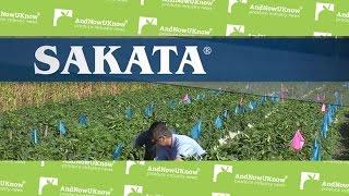 AndNowUKnow - Sakata Peppers - Behind the Greens