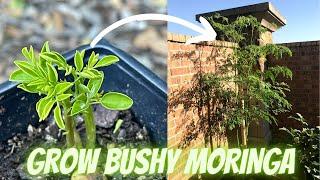 Grow Bushy Moringa for Lots of Leaves | Munaga | Drumstick | A-Z Home & Garden