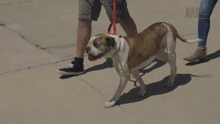 How To Properly Walk Your Dog On A Leash