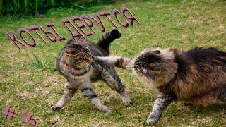 Подборка видео приколов выпуск 16.КОТЫ Дерутся . Compilation funny videos with  cats fight №16