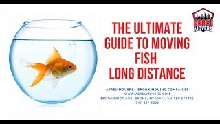 The Ultimate Guide to Moving Fish Long Distance | Abreu Movers - Bronx Moving Companies