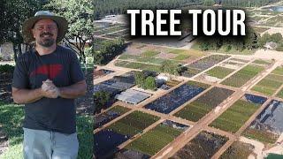 Amazing Container Tree Tour - Shade Trees and Flowering Trees -  Bracy's Nursery -