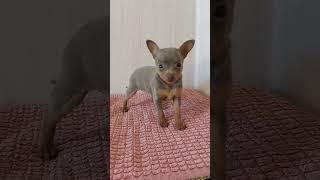 СОБАЧКИ ЛЮБЯТ МЯСКО #petit #puppy #cute #собака#toy  #pets